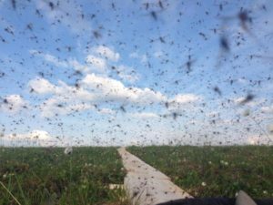 mosquito swarm